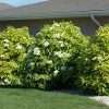 Golden American Elderberry #2 - Image 2